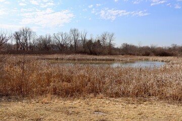 Fototapeta premium The pond in the country on a sunny winter day.