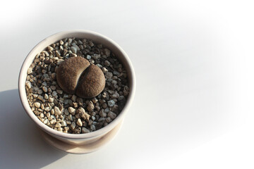 Lithops in a pot on a white background. Photo of a plant from above. An interesting succulent for the home. Unpretentious plants, care and reproduction. Living stones.