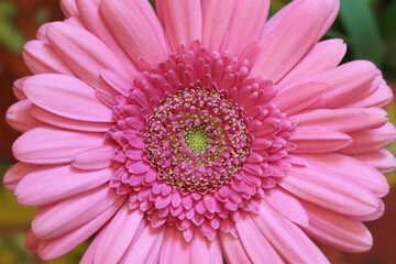 Flower of delicate pink gerbera close-up.