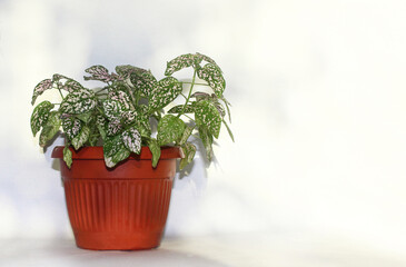 Hypoestes in a pot on a light background, care for indoor potted flowers, watering and top dressing. Tropical home plant, copy space.