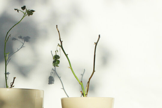 A dying, ailing bush of a house rose in a pot. Transplanting, watering, caring for weak potted plants. Dried, withering houseplants.