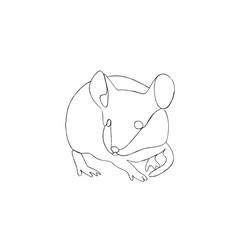 cat and mouse
