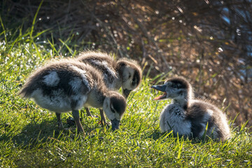 Goslings feeding off lush grass