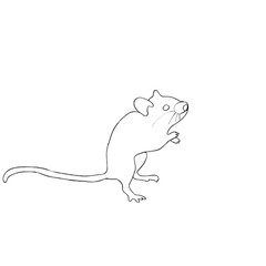 illustration of a mouse
