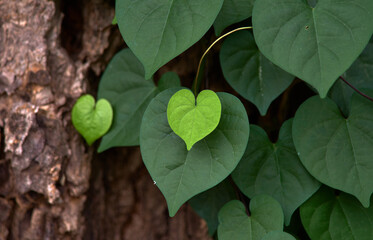 The heart shape green leaves 