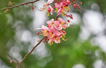 Fototapeta na wymiar Bunch of pink blossoms in spring