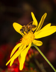 Close Up  beautiful  Bee macro in green nature 