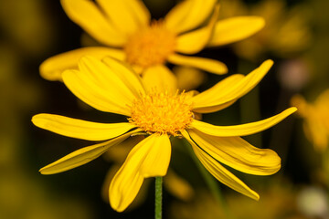 Close-up of a beautiful flower  with bokeh defocused lights
