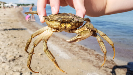 a live sea crab in a child's hand