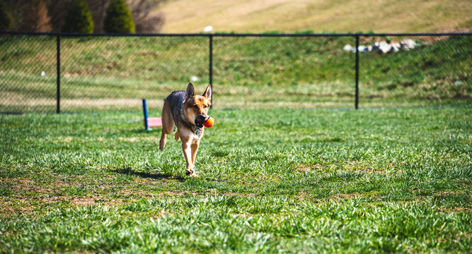 German Shepard Running After Ball