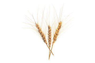 Obraz premium Wheat ears isolated on white background.