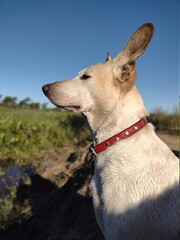 perro blanco en el rio