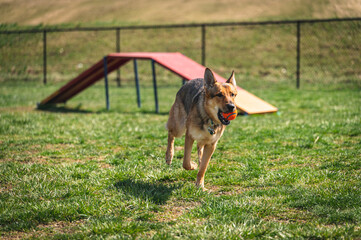 German Shepard running with ball in her mouth
