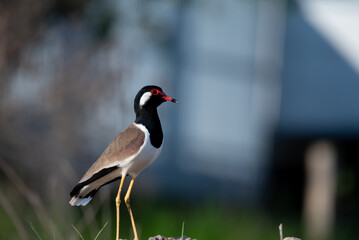 Red-wattled Lapwing bird on the ground.
