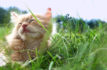 relax kitten on green grass