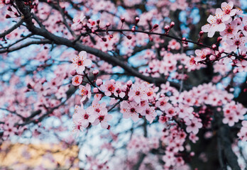 Spring blossoms. Tree branch with beautiful fresh pink flowers in full bloom, close up. Blooming sakura. Floral background.
