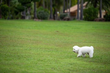 White fluffy puppy running in the green lawn.