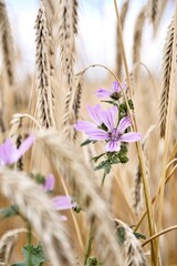 wheat field in summer