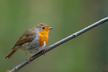 robin on a branch