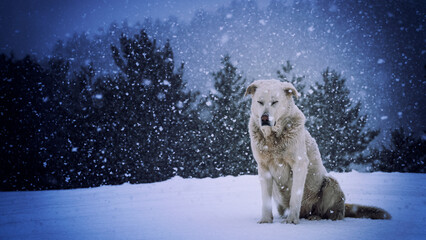 white dog sitting in the forest during heavy snowfall