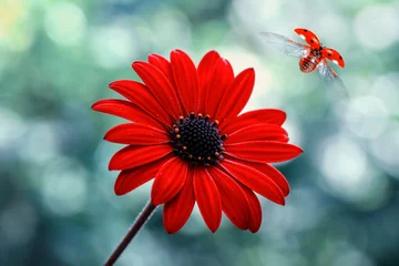 Poster Beautiful ladybug on leaf defocused background © blackdiamond67