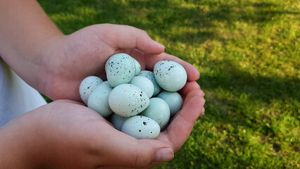 blue eggs in the hands of a farmer. The Celadon quail is a special variety of Coturnix quails that carry a rare autosomal recessive gene. This means that in order to carry a blue egg.