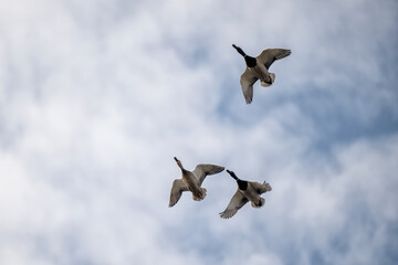 Ducks fly over the river and chase.