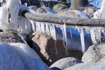 icicles in the snow