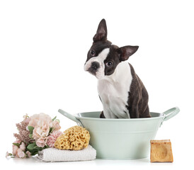 Young Boston terrier bi color in a blue-green basin