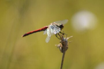Closeup of dragonfly on a plant with green blurred background