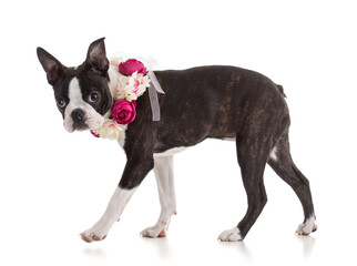 Young Boston terrier bi color with a flower crown