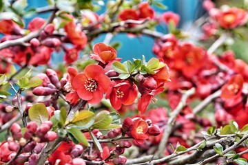 red flowers on a tree