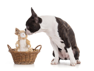 Young Boston terrier bi color with an Easter bunny