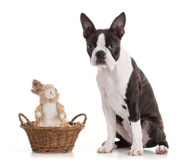 Young Boston terrier bi color with an Easter bunny