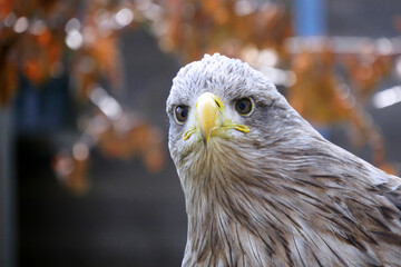 portrait of an eagle