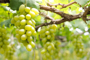 Close-up photo of green grapes. Organic vineyard farming concept. Golden yellow green grapes, sweet taste, fragrant, crispy, fresh from the tree.