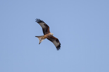 The red kite flies over the pasture and looks for prey.