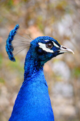 Pfau