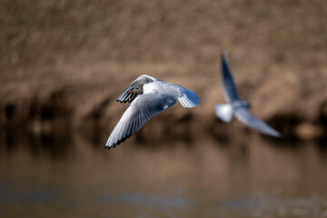 A seagull flies on the river and hunts for food.
