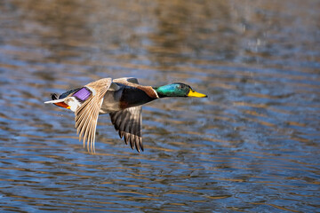 Ducks fly over the river and chase.