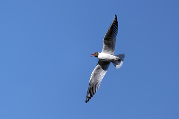 A seagull flies on the river and hunts for food.