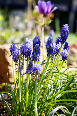 blue and purple flowers