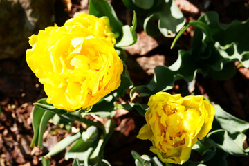 yellow tulips in the garden