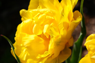 yellow tulip flower