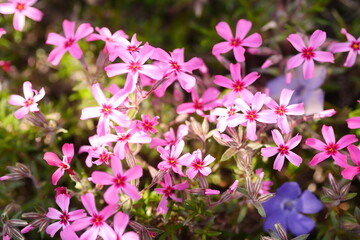 pink and white flowers