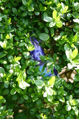 Osterhase im Buchsbaum