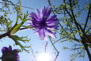 Anemone from below