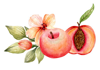 Watercolor illustration. Hand-drawn peach, peach half and flowers arranged in a composition. Design for postcards, gifts, cards and other