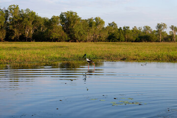 A large jabiru stork bird in the wild wading through the shallow marshlands in crocodile territory of Yellow Water, Northern Territory, Australia