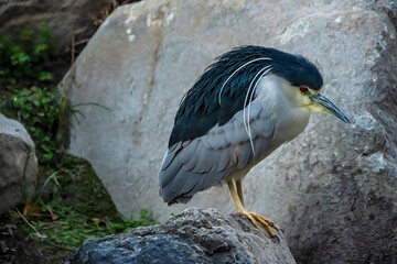 Black-Crowned Night-Heron (Nycticorax nicticorax) Going Fishing